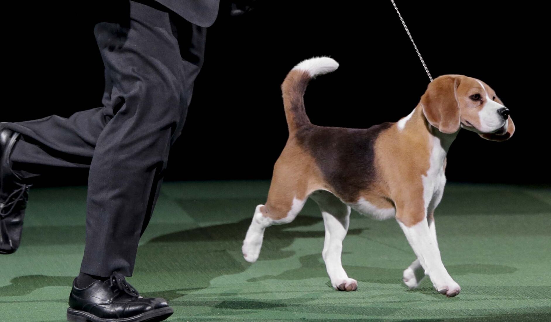 7. Beagle